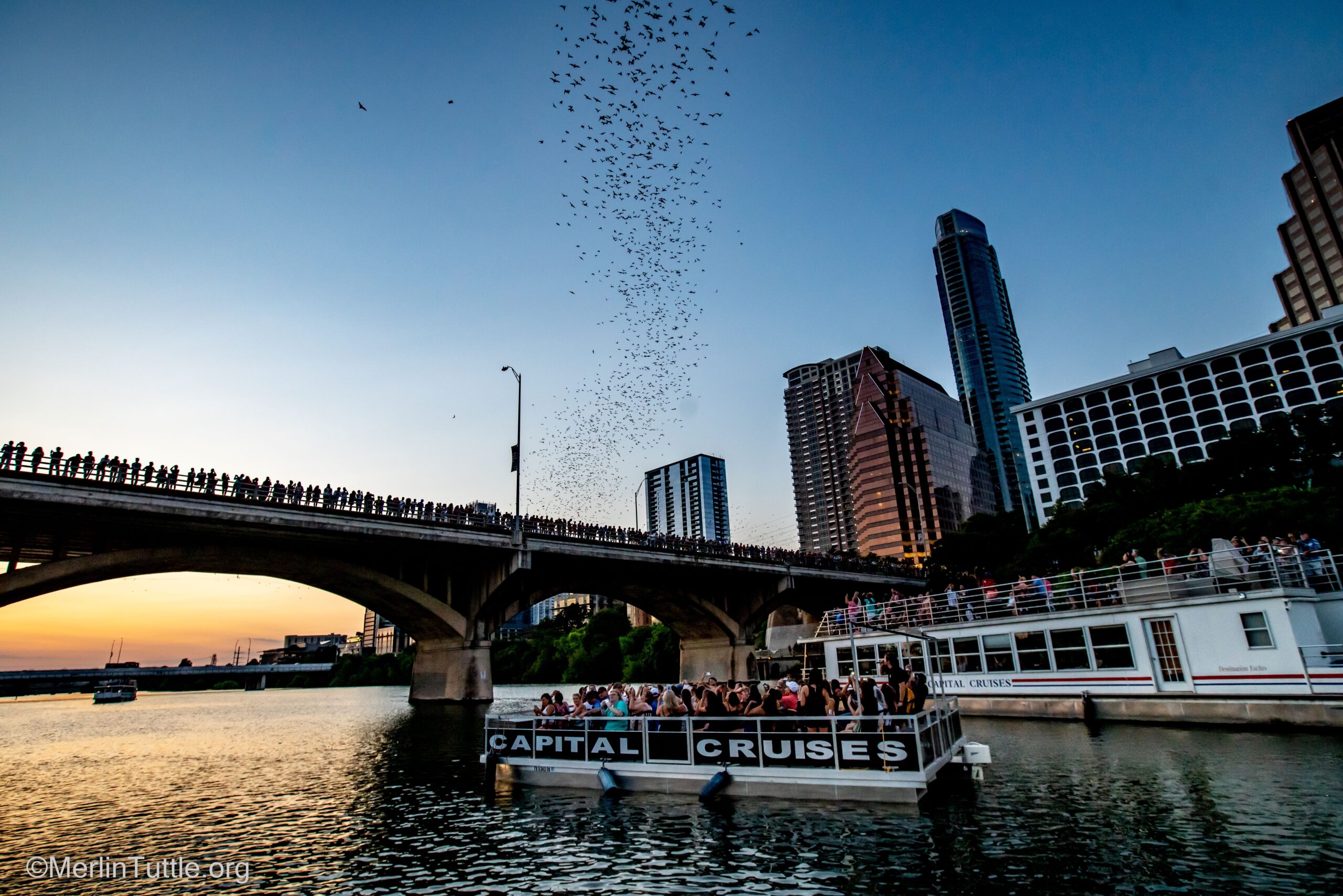 Bat Watching on Congress Avenue Bridge