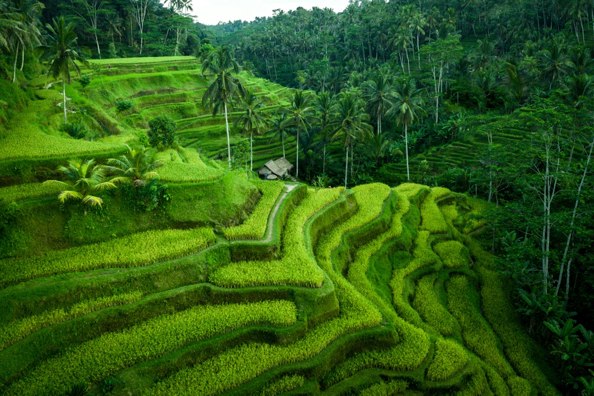 Tegallalang Rice Terrace Hike