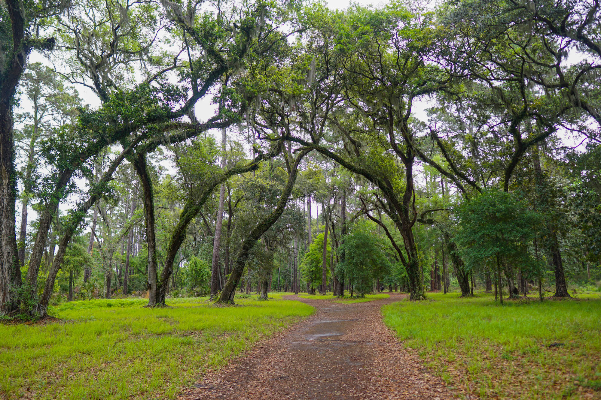 Sea Pines Forest Preserve Hike