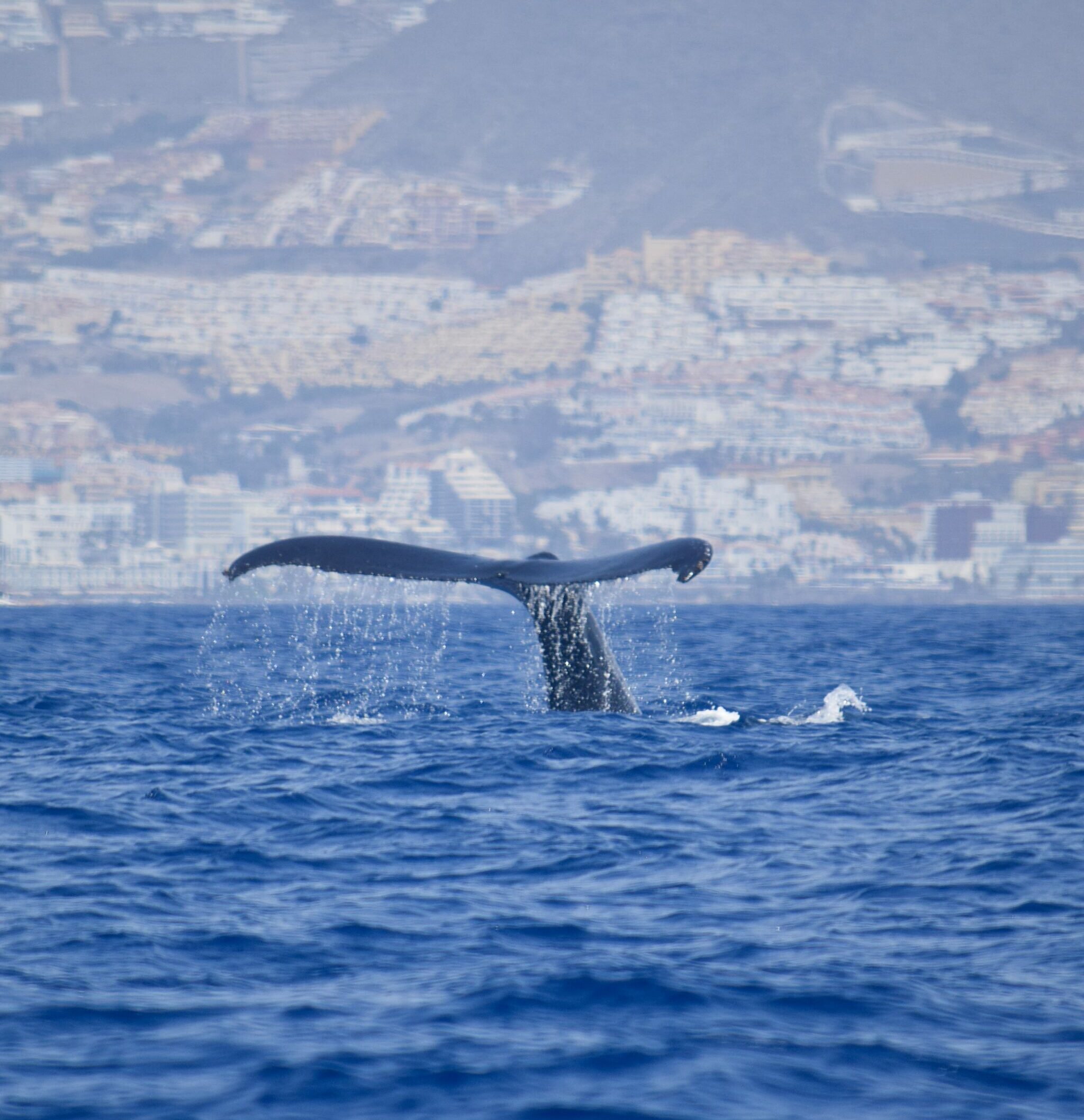 Whale Watching Excursion