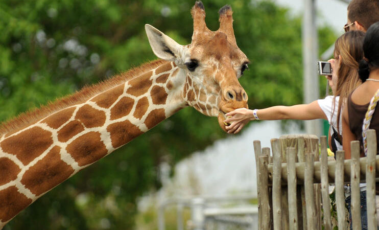Giraffe Centre Visit