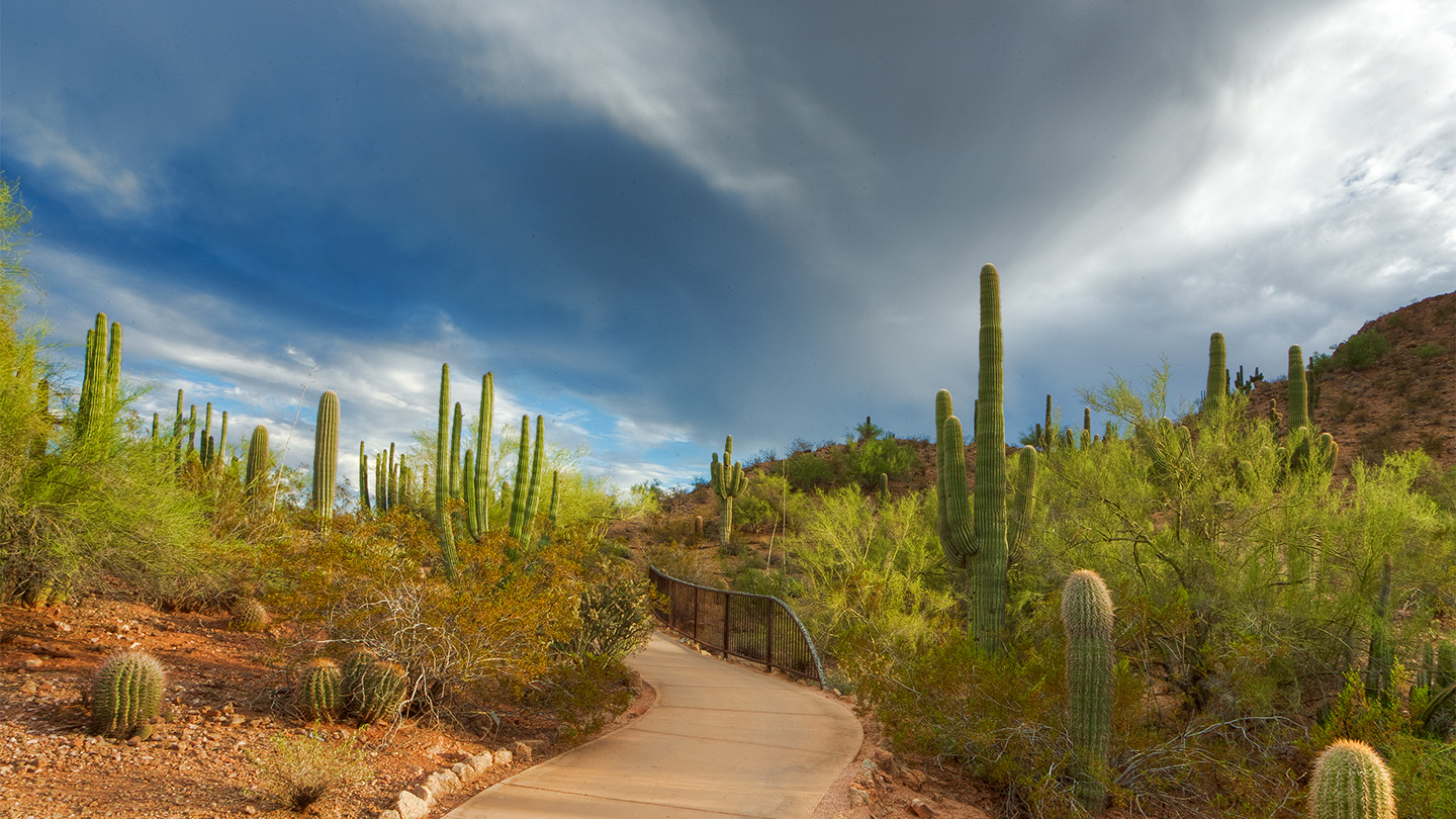Desert Botanical Garden Tour