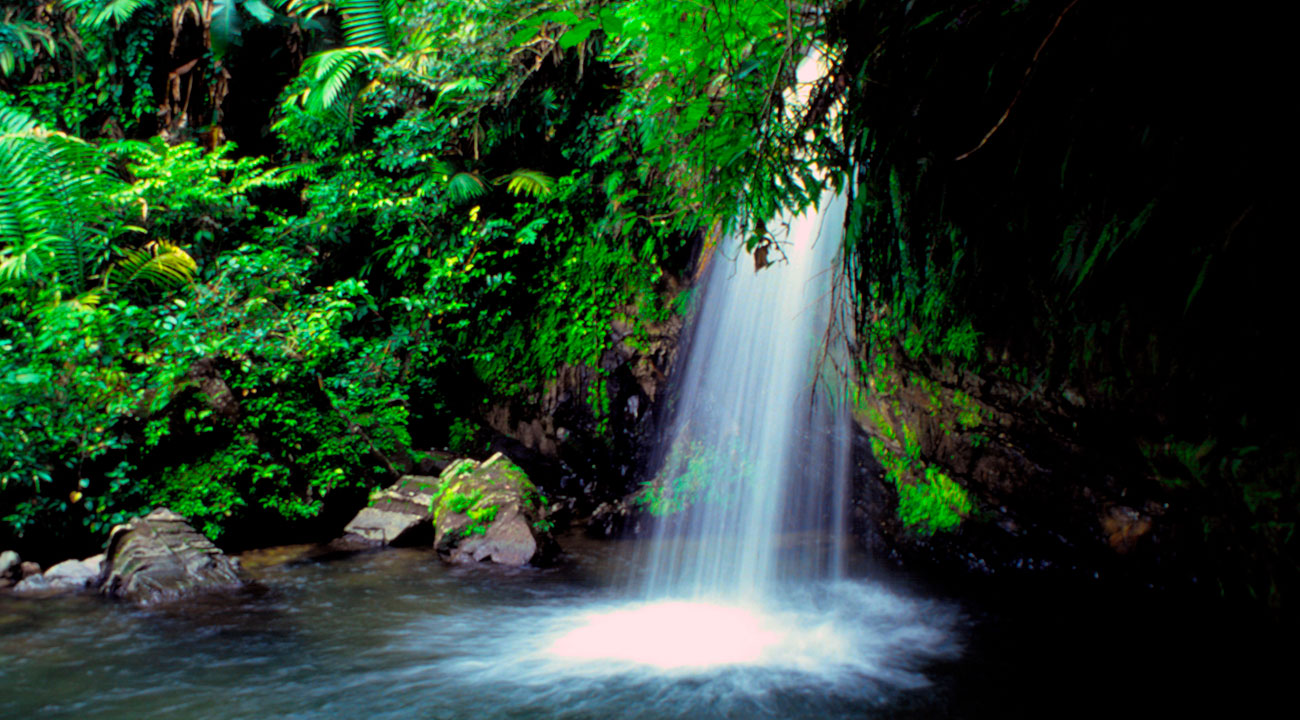 El Yunque Rainforest Adventure