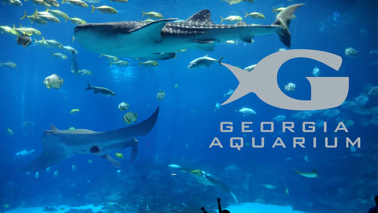 Georgia Aquarium Exclusive Tour