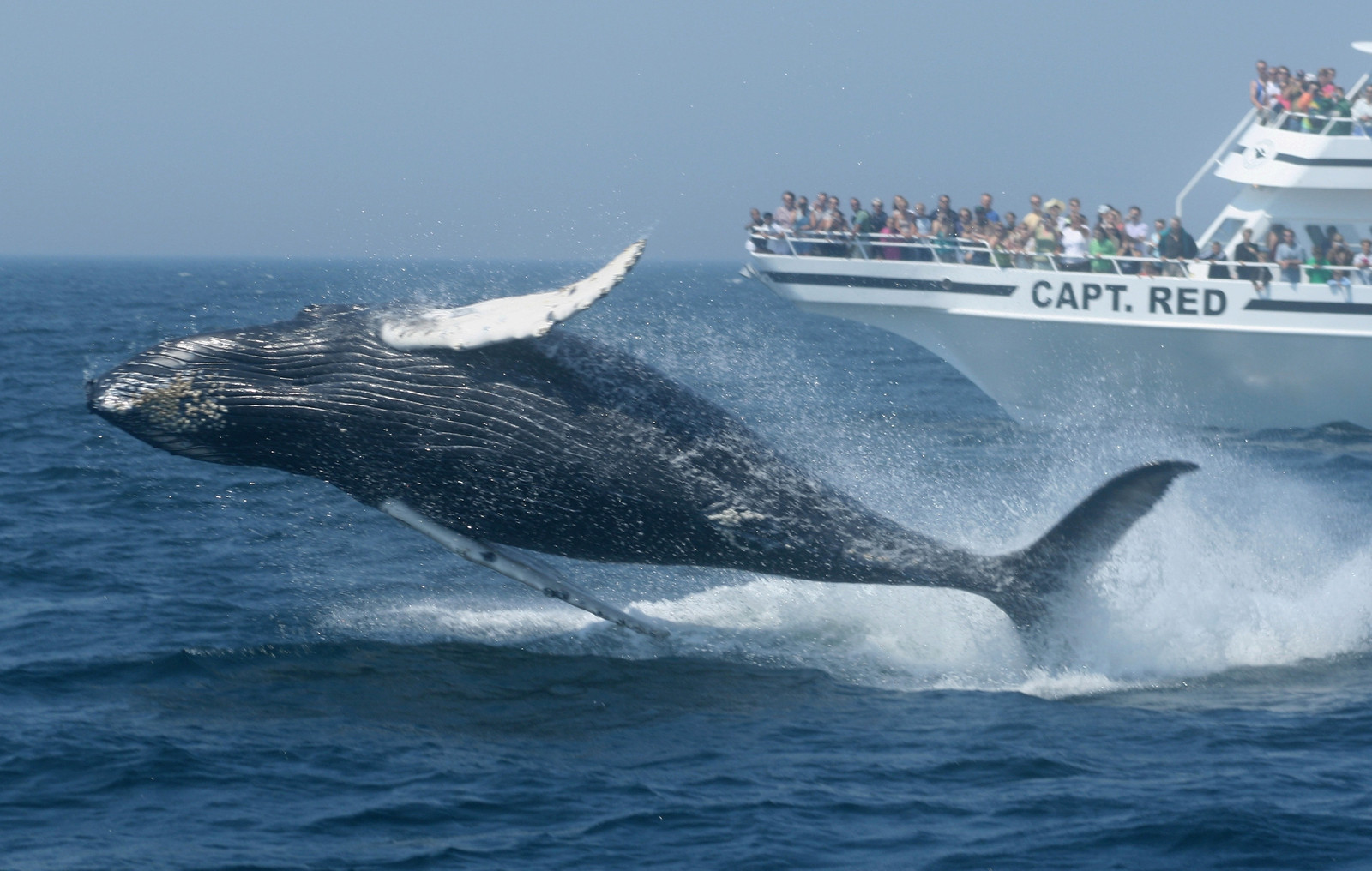 Cape Cod Whale Watching Tour