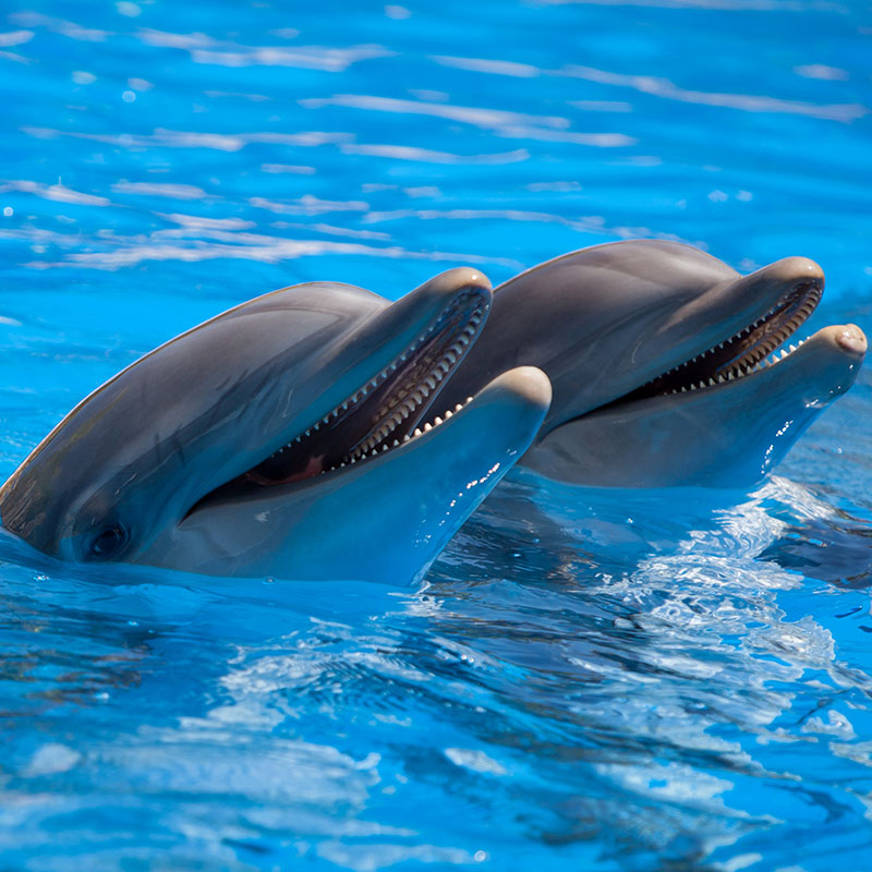 Dolphin Watching Tour